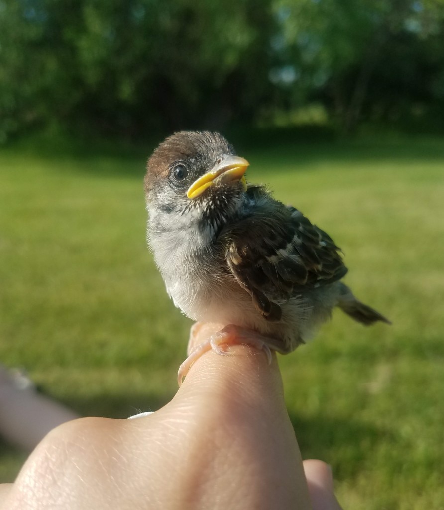 10 day old House Sparrow-cropped