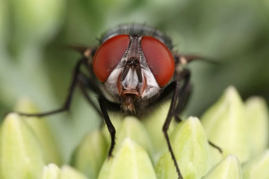 Fly eyes