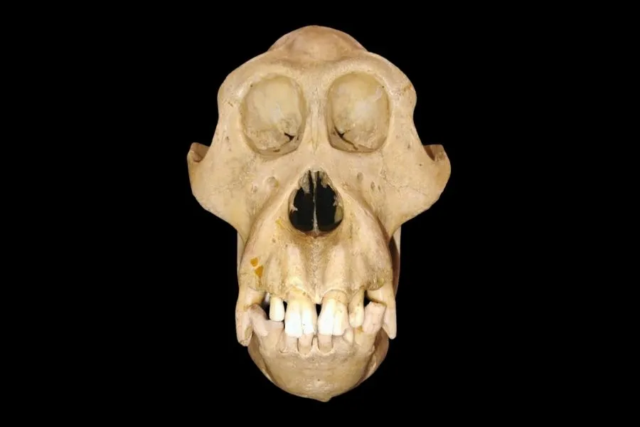orangutan skull