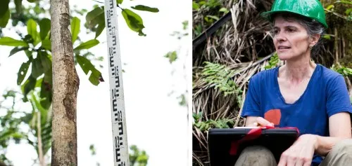 A picture of a tree next to a picture of Maria Uriarte wearing a hard hat