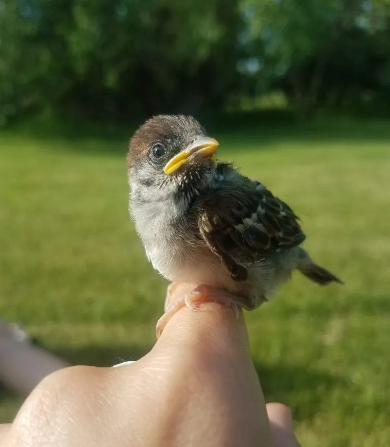 House sparrow on a finger