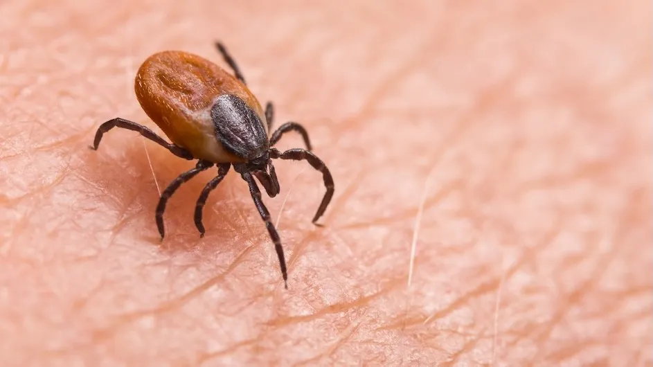 Deer tick