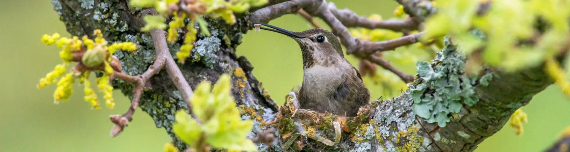 A spring mother