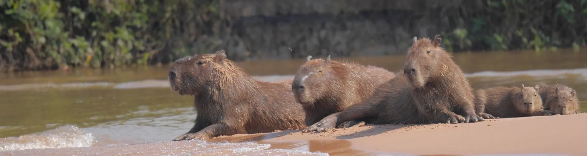 Capybara