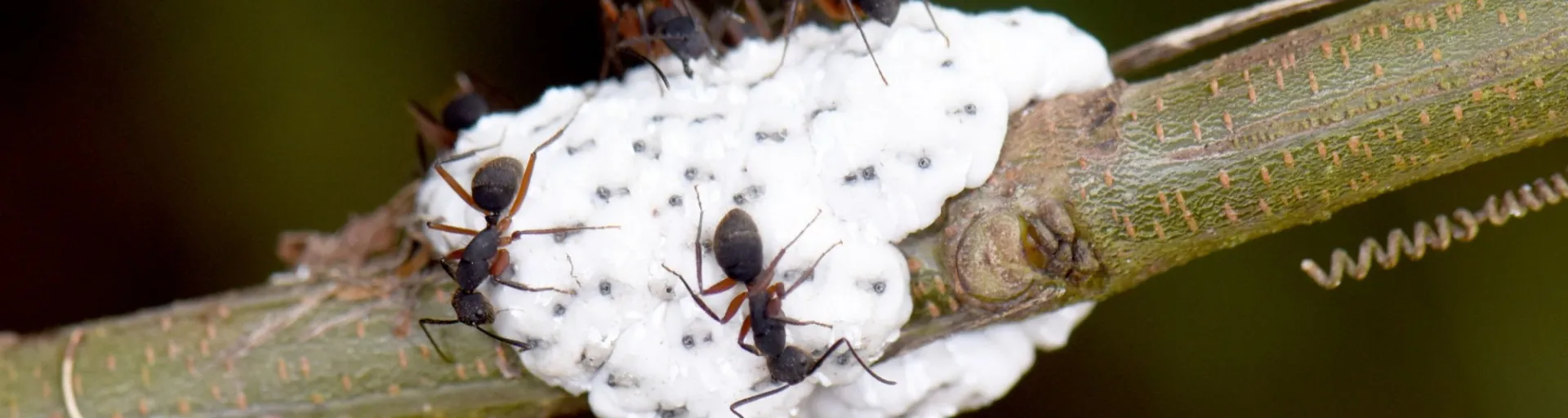 ants