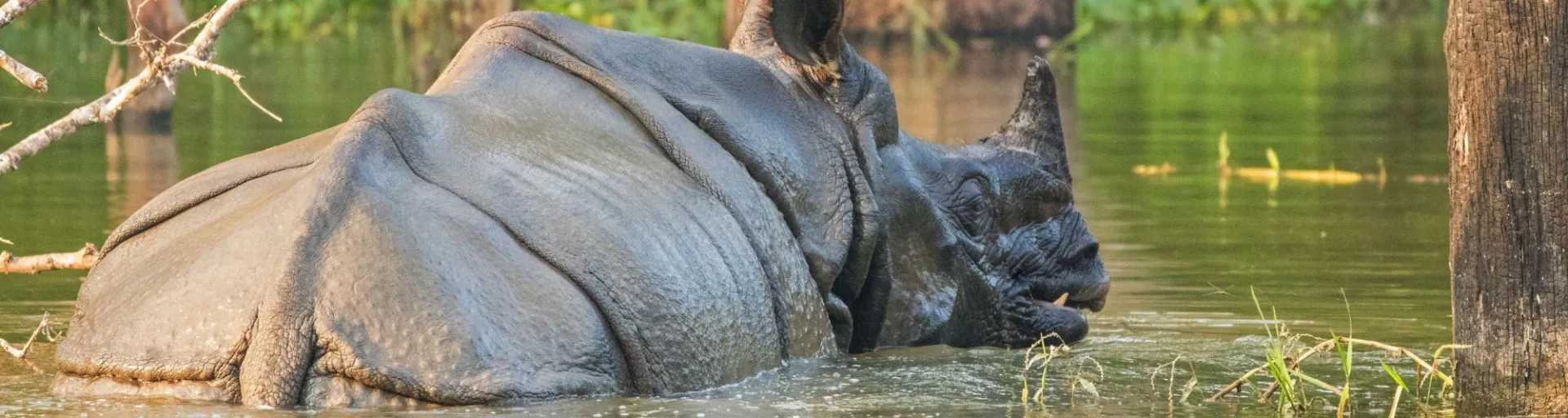 rhino