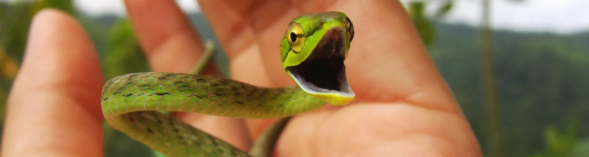 Cope_s vine snake
