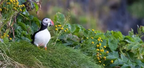 A puffin surrounded by yellow flowers and green leaves