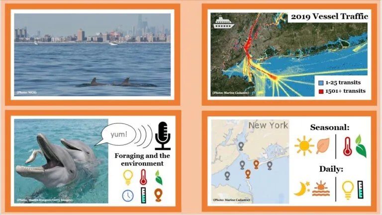 Project display featuring 4 quadrants including dolphins and informational maps
