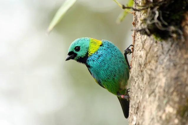 Blue and green bird on a tree