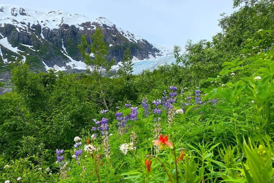 Menge Lab Photo - Alaska