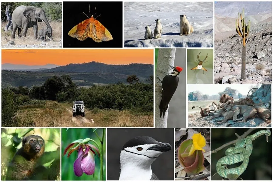 Naeem/Palmer Lab Group - Biodiversity Image
