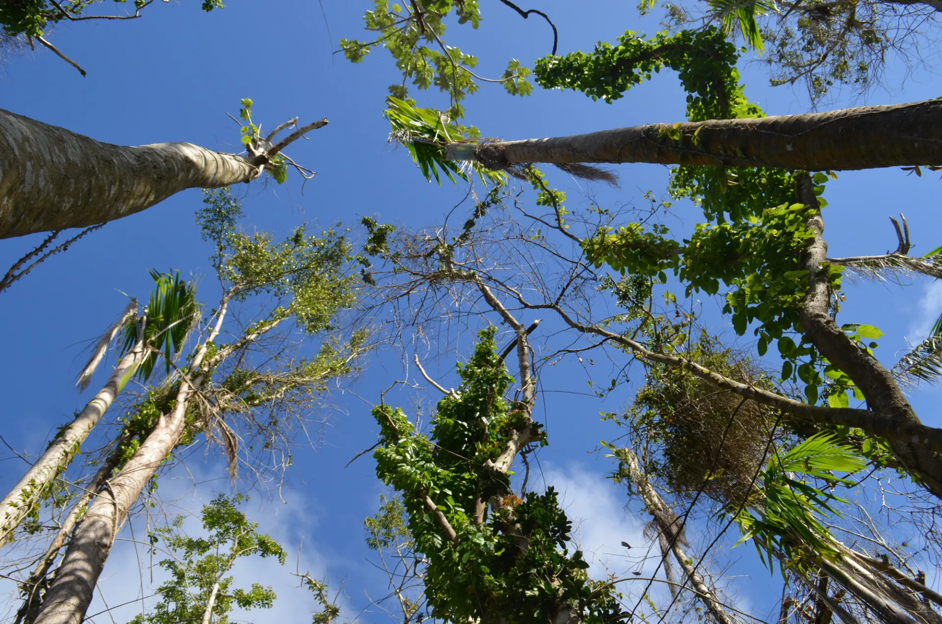 View of tree damage from below the canopy after Hurricane María. Credit: Kevin Krajick