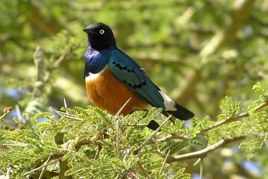 Rubenstein Lab Photo - Bird