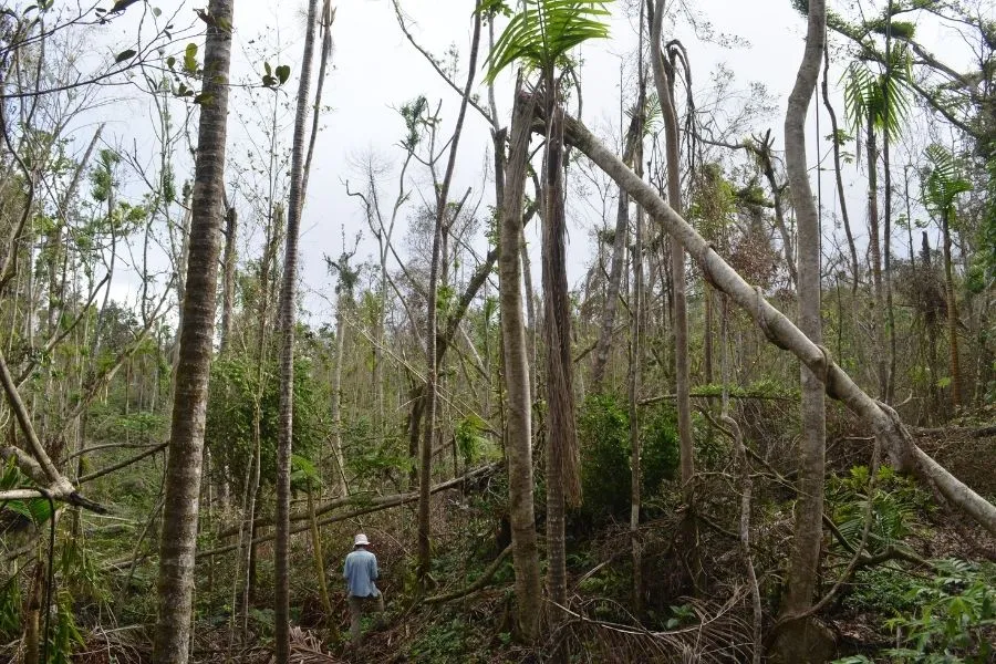 Field work in Puerto Rico
