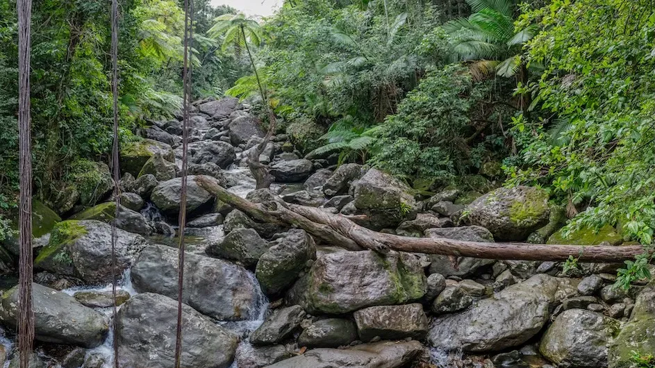 The Sonadora Stream in the Luquillo Mountains of Puerto Rico. (Eric Laverty)