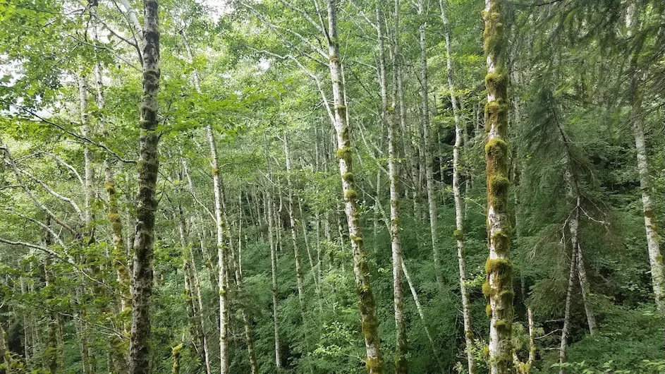 forest